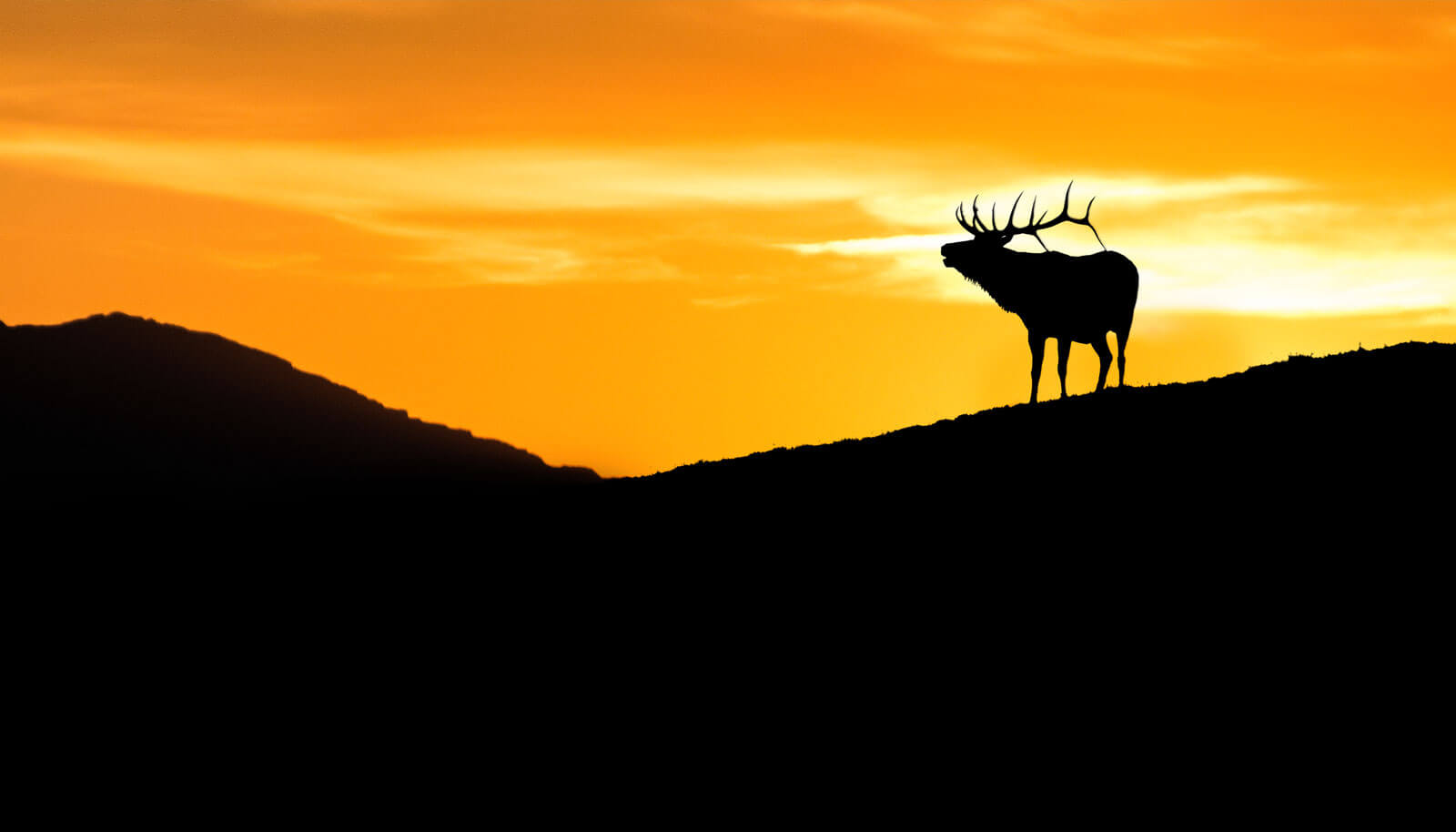 Silhouette of a deer in the mountains